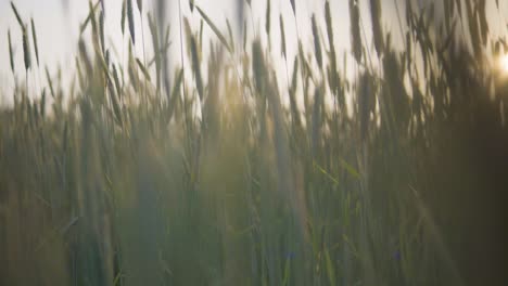 view of a cereal field during sunset