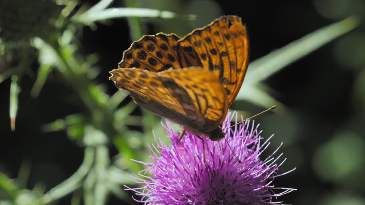 Slow Motion 180fps of a butterfly collecting honey off a thistle