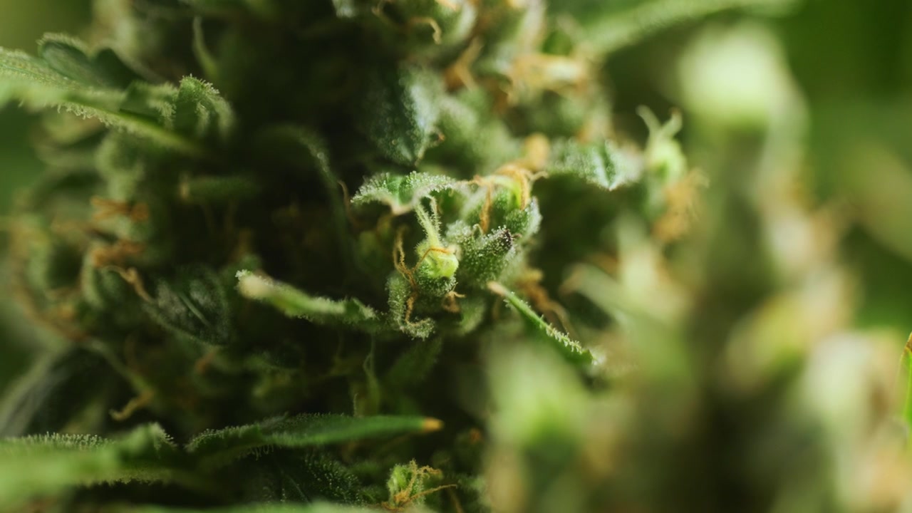 4K Cinematic close up macro footage of weed flowers and leaves on marijuana plants in an indoor growing house farm