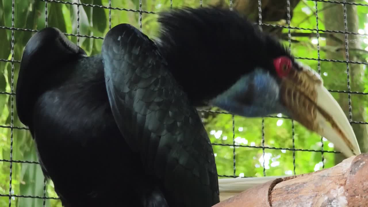 pájaro negro en una jaula del zoológico