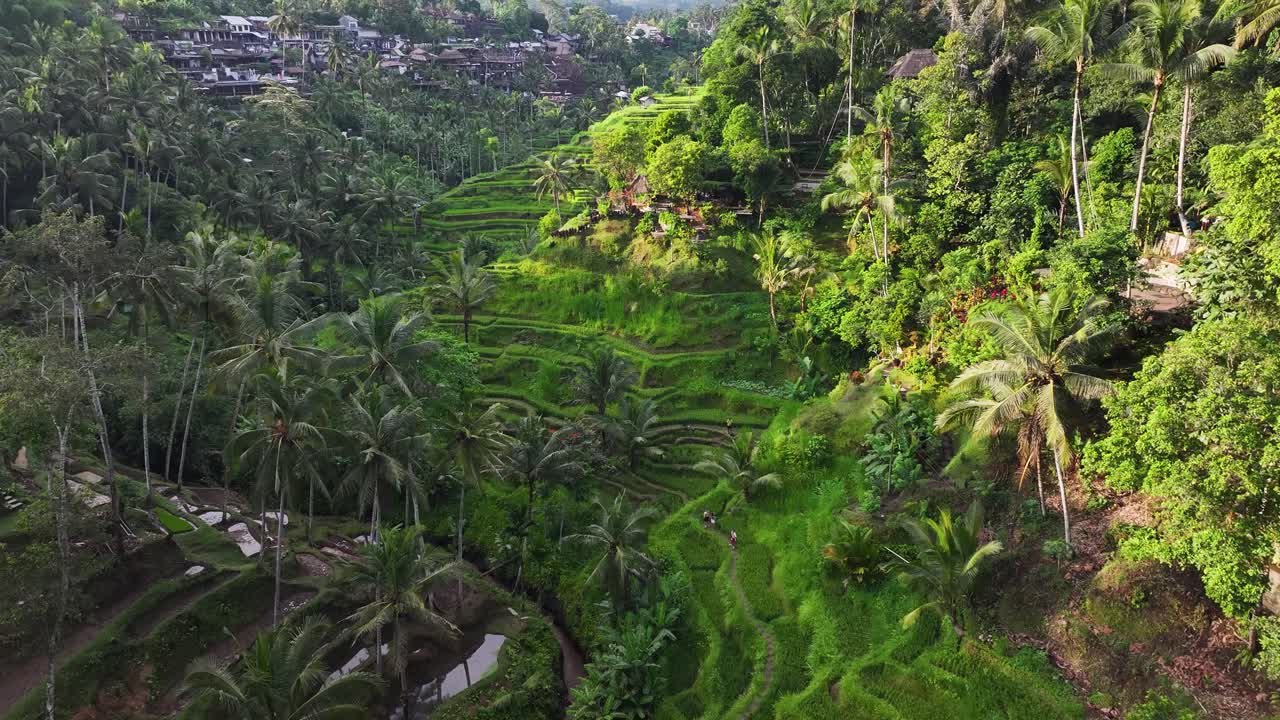 Risaie a Tegallalang, Bali. Veduta aerea di una famosa attrazione turistica, agricoltura a terrazze.