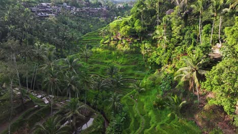 rice fields in tegallalang, bali. aerial view of famous tourist attraction, terrace agriculture.