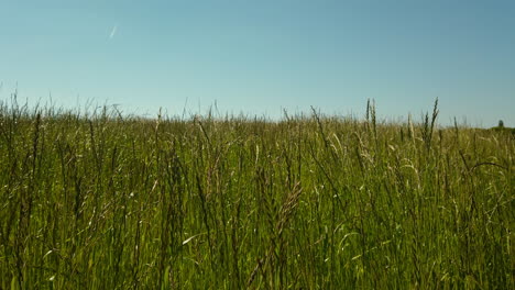 Nahaufnahme-Des-Grases-Und-Des-Blauen-Himmels-Im-Hintergrund