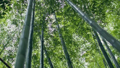 bamboo forest canopy