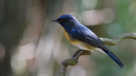 chinese blue flycatcher, cyornis glaucicomans