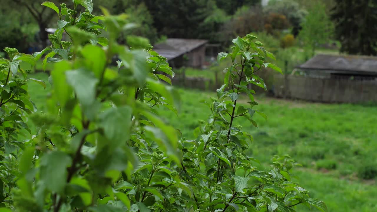 arbusto grande de hoja verde parado en el jardín que sopla en el clima del viento de tormenta
