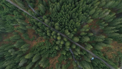aerial view of a foggy forest road