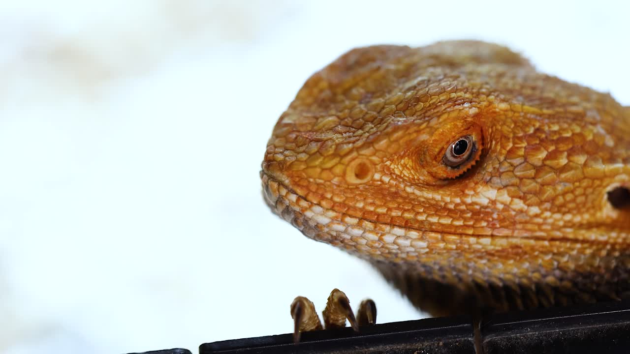 A bearded dragon lizard rests on a branch, calmly observing its surroundings in a bright, natural setting