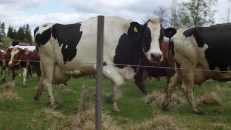 Cows-geting-released-in-the-spring,-Shoot-in-4K