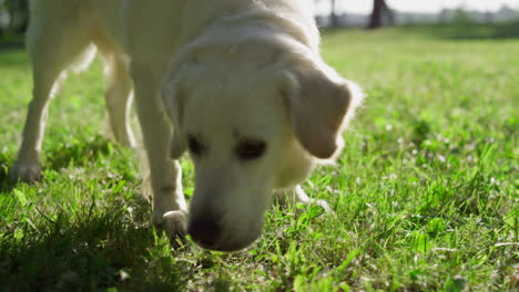 Closeup-adult-golden-retriever-smelling-grass-searching-in-sunny-park.