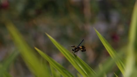 rice and dragonfly in early morning at surin province, thailand