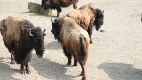 Group-Of-Buffalos-Standing-Around-At-Zoo