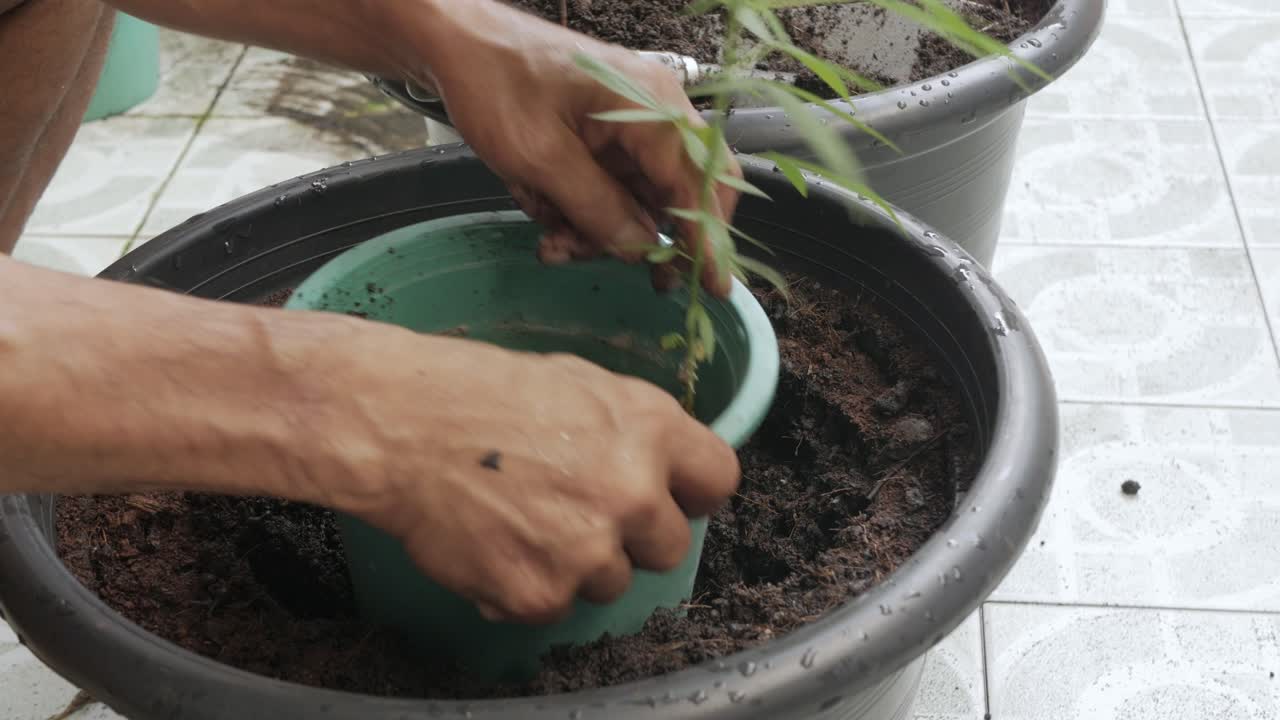 mano che prepara il terreno in una grande pentola per il giardinaggio giovane marijuana di cannabis di canapa