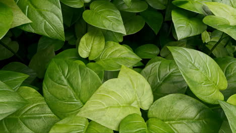 lush green leaves background