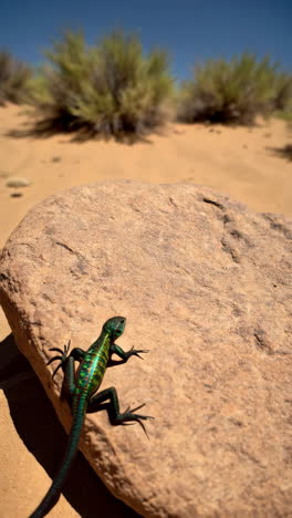 lizard on a rock in the desert