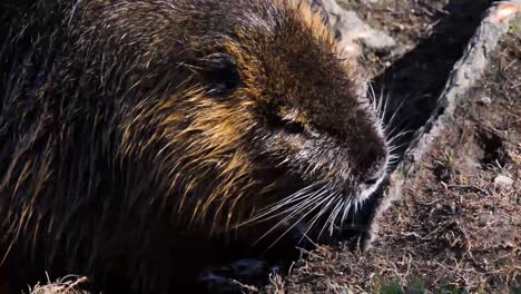 closeup of a nutria  on shooters island, prague