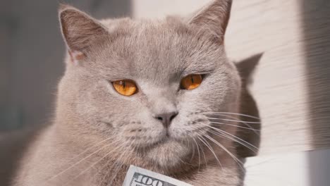 scottish gray cat yawns with mouth open wide, holding a 100 dollar bill in paws