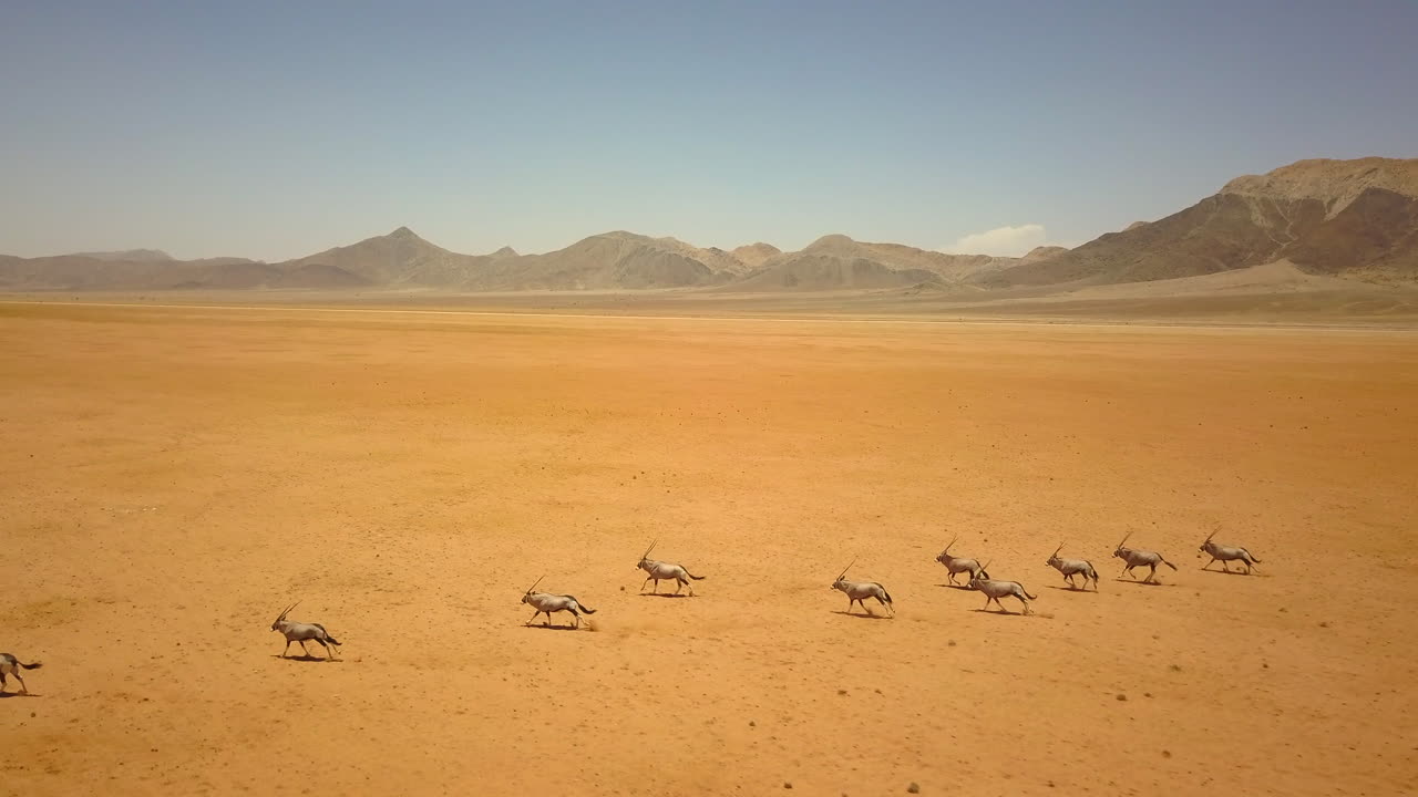 4K drone footage flying from right to left around oryx and antelopes as they roam across Namibia’s desert, with yellow-orange sand and towering rock formations creating a breathtaking wildlife scene.