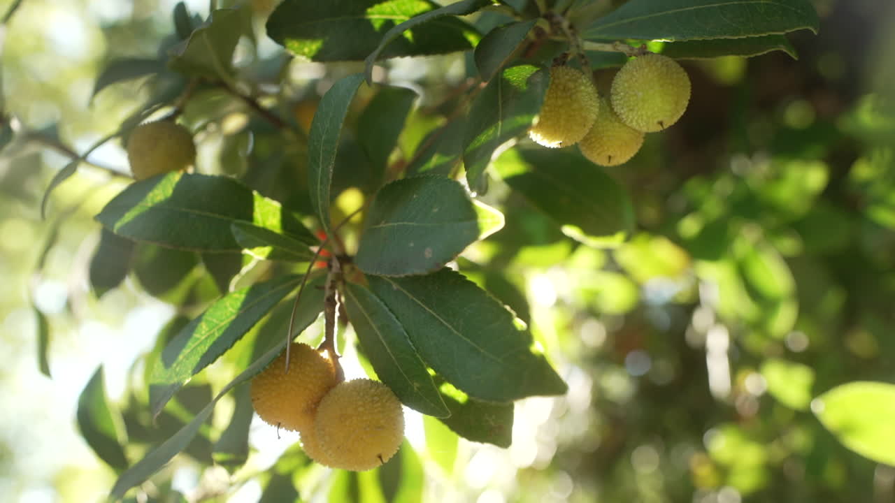 Yellow Fruit on a Tree Branch