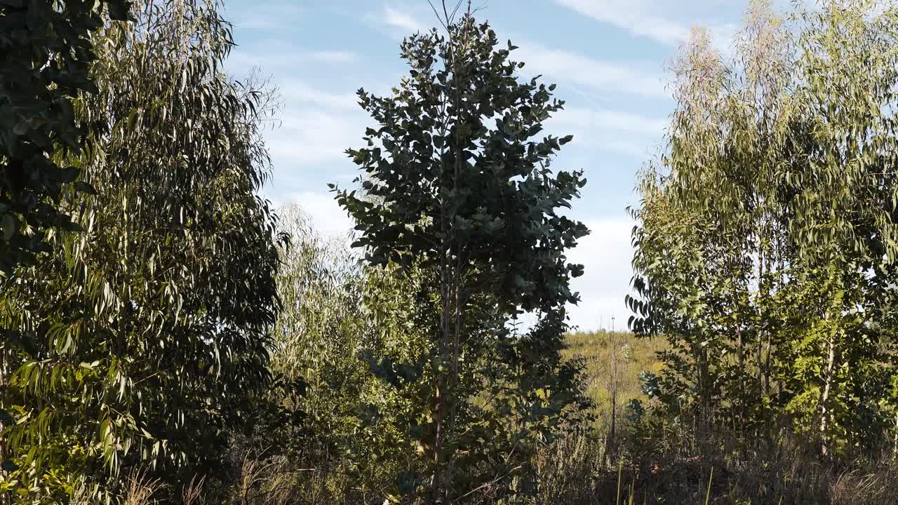 Rüzgar okaliptüs yapraklarının arasında dolaşırken hafif bir hareket ve huzurlu, açık hava atmosferi yaratan yeni okaliptüs ağaçlarının yakın çekim görüntüsü