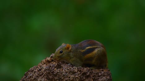 berdmore's ground squirrel, menetes berdmorei, is also called the indo-chinese ground squirrel