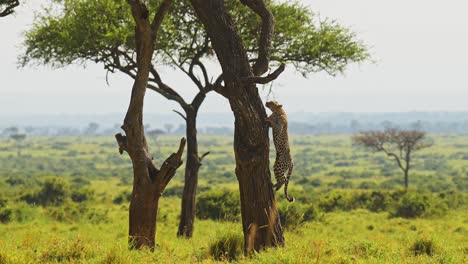 Slow-Motion-of-Leopard-Climbing-a-Tree,-Amazing-Maasai-Mara-African-Safari-Animal-Wildlife,-Leaping-and-Jumping-Up-a-Trunk-with-Beautiful-Africa-Masai-Mara-Landscape,-Unique-Sighting-in-Kenya