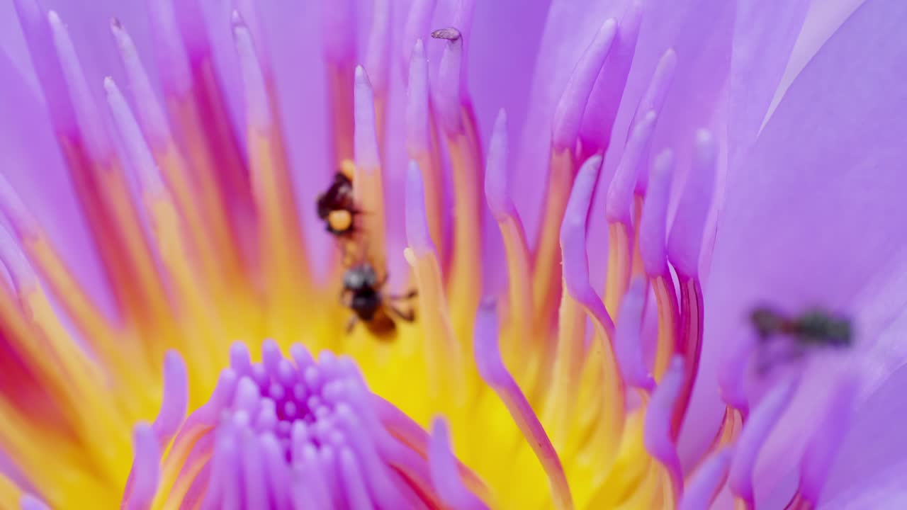 flor de loto púrpura de primer plano con enjambre de abejas en la superficie del agua