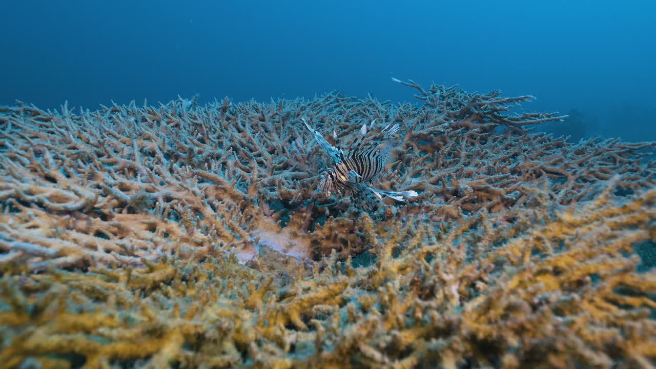 A lionfish over a table coral. Red sea.