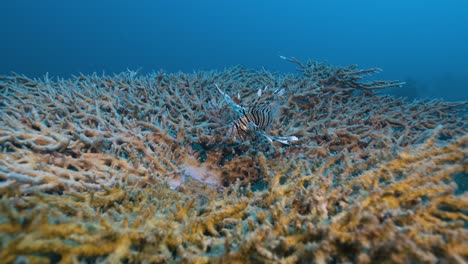 a lionfish over a table coral. red sea.