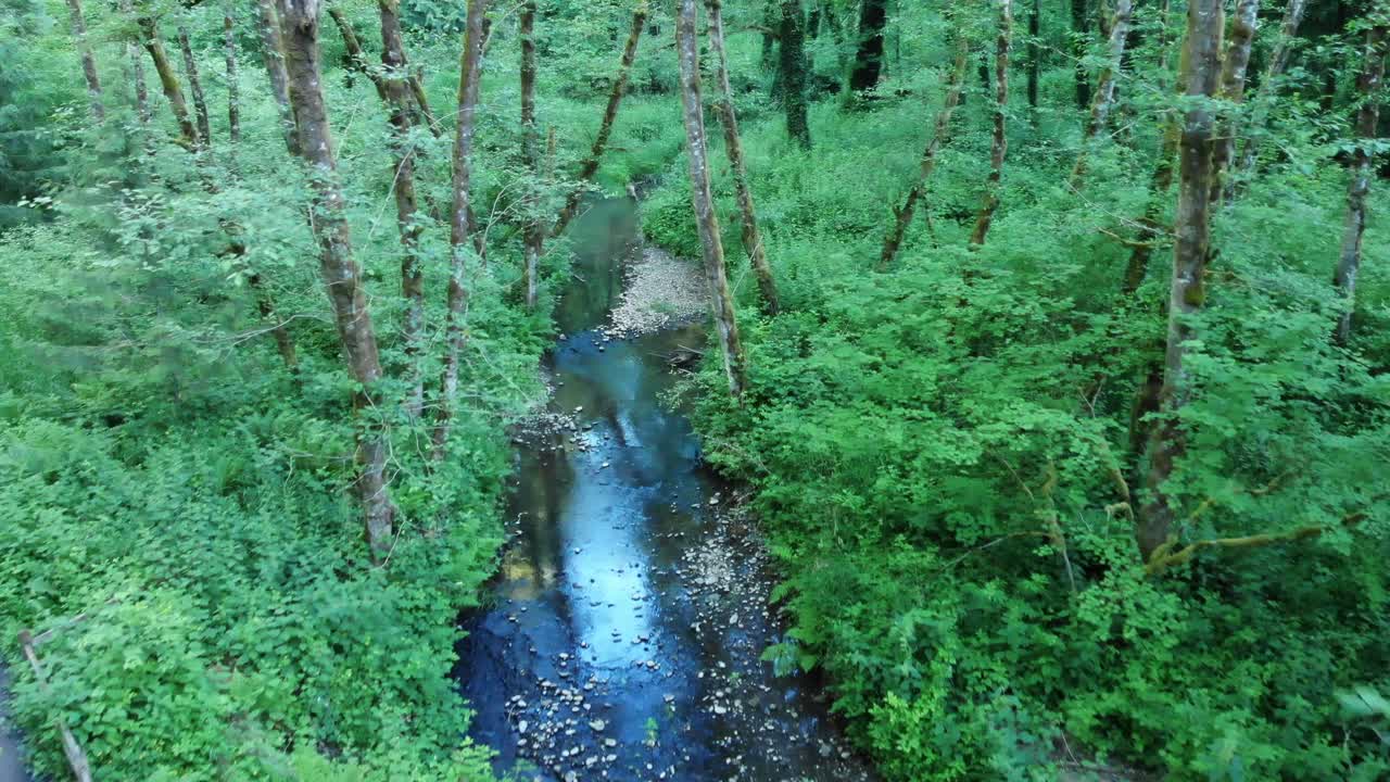 스트림을 따라 나무 사이에 공중 인형