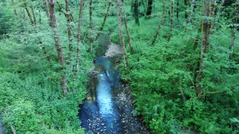 aerial dolly in between trees along a stream