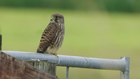 Cute-owl-with-perching-on-branch-turning-head-around-looking-at-camera