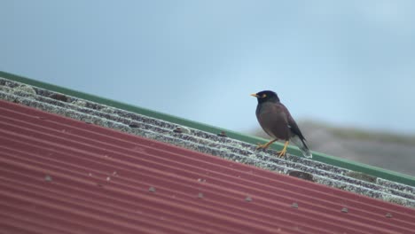 Indian-Myna-Bird-Perched-On-Metal-Roof-Grooming-Australia-Gippsland-Victoria-Maffra-Daytime