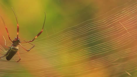 cinematic footage of a spider building its net from left to right with a yellow background