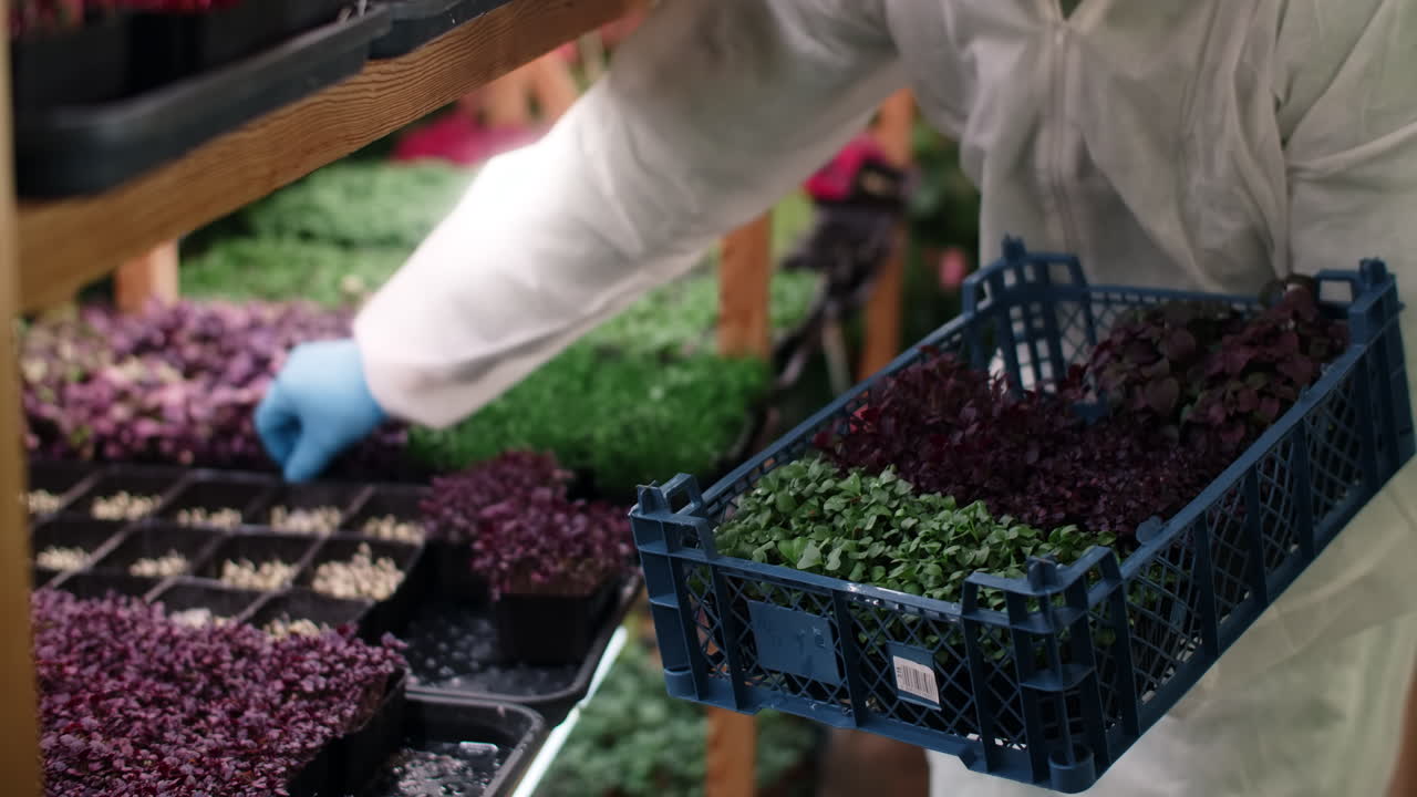 Microgreens Growing Process