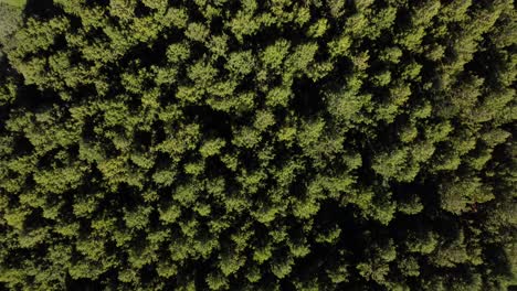 overhead drone shot lush green coniferous trees forest plantation ecuador