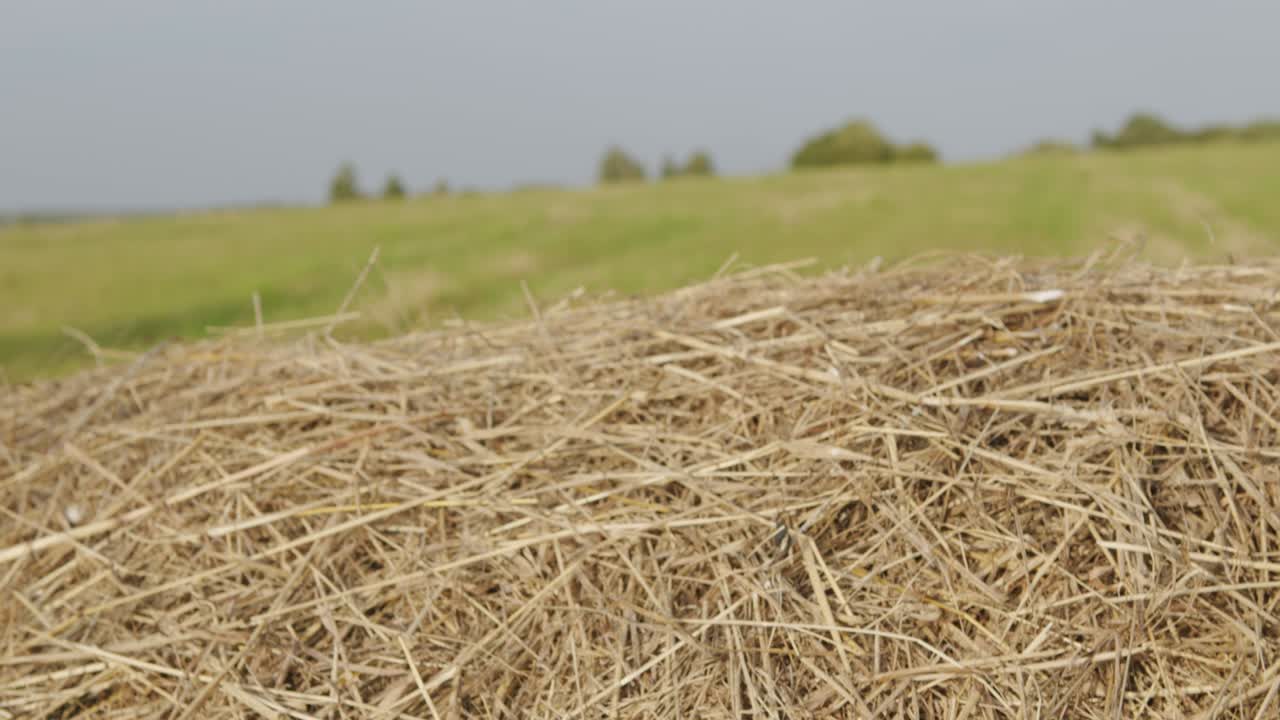 otoño - tiempo de cosecha. balas de heno de cerca. concepto de la agricultura.