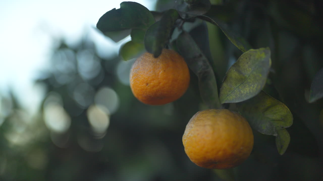 fotografía de cerca de naranjas durante el amanecer de la hora dorada en nueva zelanda