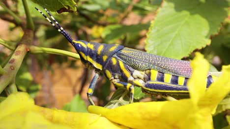 aularches miliaris is a monotypic grasshopper species of the genus aularches. insect has been called by a variety of names including coffee locust, ghost grasshopper, northern spotted grasshopper.