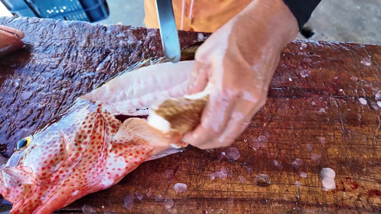 Expert hands skillfully fillet a fresh red hind (Epinephelus guttatus) on a rustic wooden board, capturing authentic, traditional fish processing.