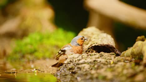 Common-Eurasian-Chaffinch-in-Friesland-Netherlands-pecks-on-fallen-wood-by-shallow-weater