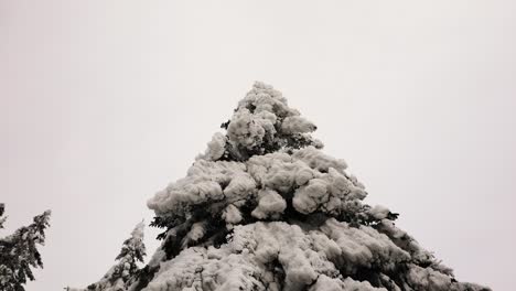 low angle view of fir tree with heavy dense snow layer, overcast weather