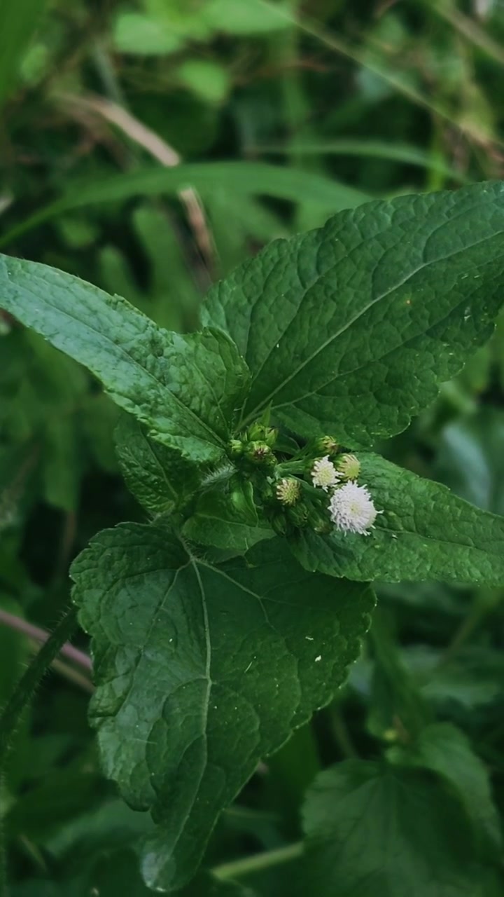 Primo piano di un piccolo fiore selvatico bianco in un campo verde