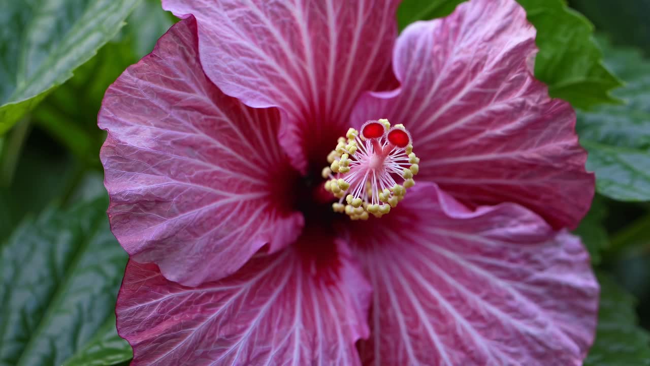 Ripresa video in primo piano di un vivace fiore di ibisco rosa, che cattura i dettagli intricati dei petali.