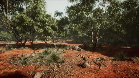 australian-outback-with-trees-and-yellow-sand