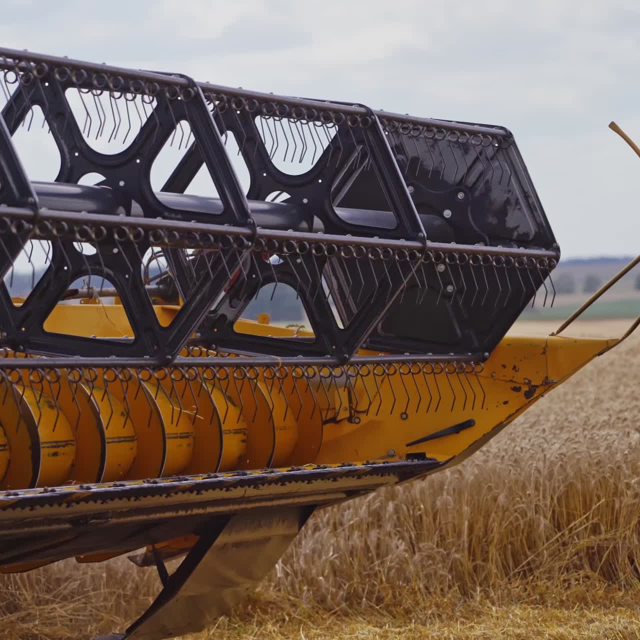 Combine harvests wheat on field