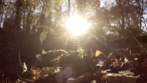 low ground shot panning up towards tree tops with leaves falling, sun shining through trees