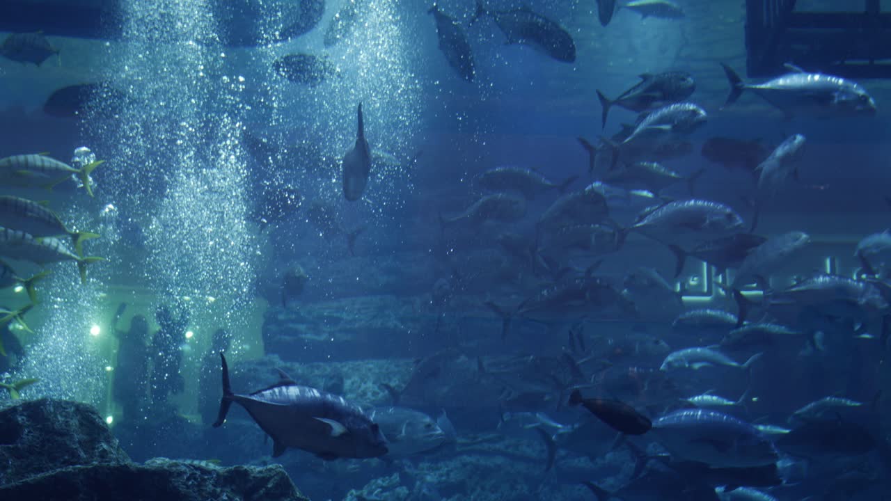 acuario, vida marina, pescado, océano, agua, submarino, acuarios, centro comercial dubai, turismo