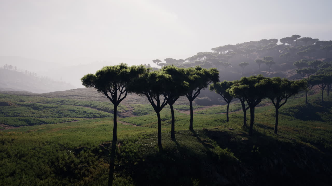 광대한 아프리카 풍경을  ⁇ 고 있는  ⁇  위를 날아다니며