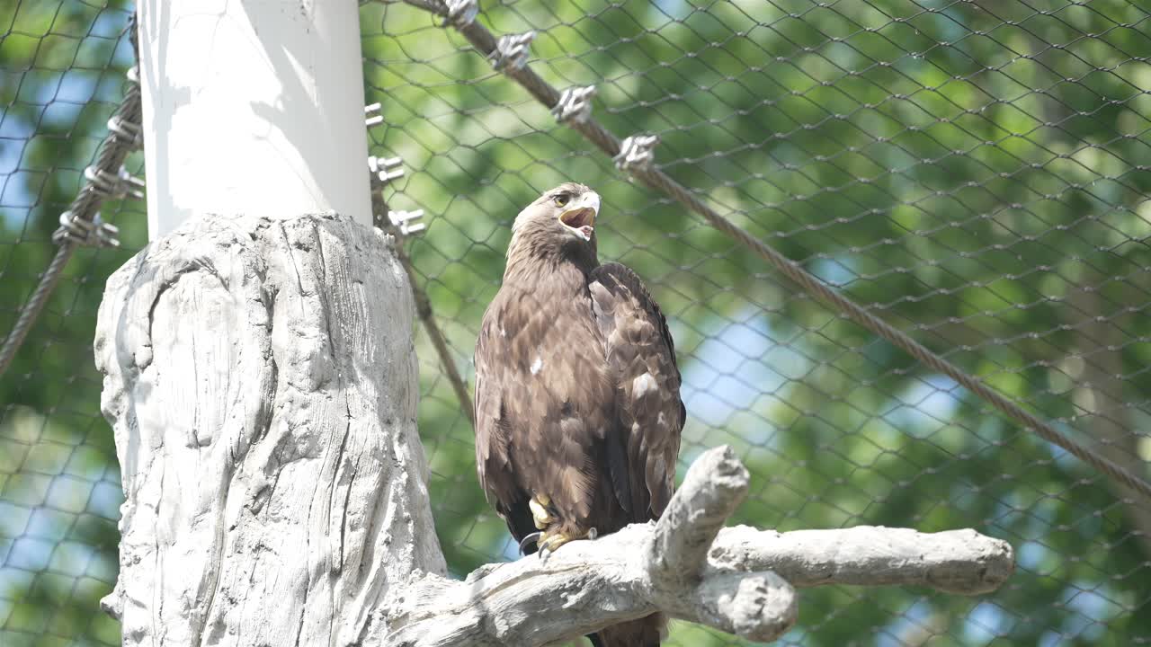 águila se encuentra en un tronco de madera falsa dentro de un recinto de red al aire libre